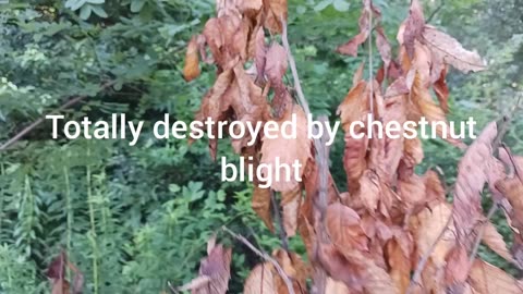 Chestnut blight kills chestnut tree