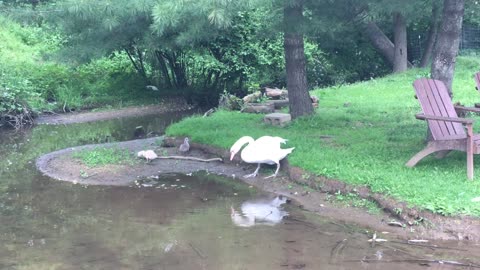 Male swan adopts orphaned cygnets