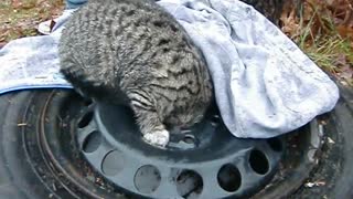 Cat Stuck In Tire Frame