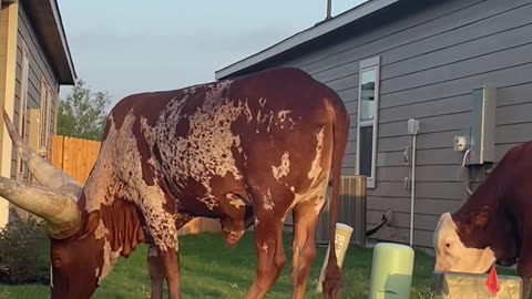 Longhorn on Front Lawn