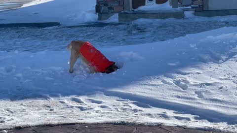 Golden retriever buries his head in the snow