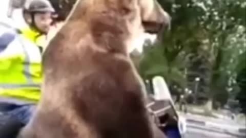 rude bear