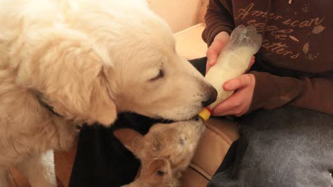 Guard dog helps keep lamb tidy during bottle feeding