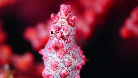 "The Tiny Marvels of the Sea: Exploring the Enchanting World of Pigmy Seahorses"