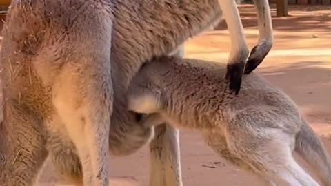 Funny animals baby kangaroo
