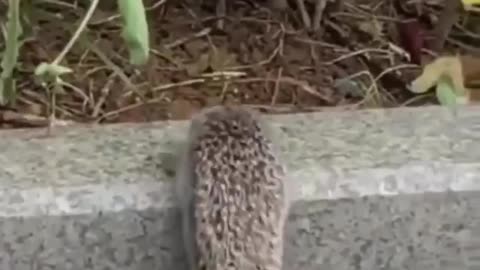The family of the hedgehog