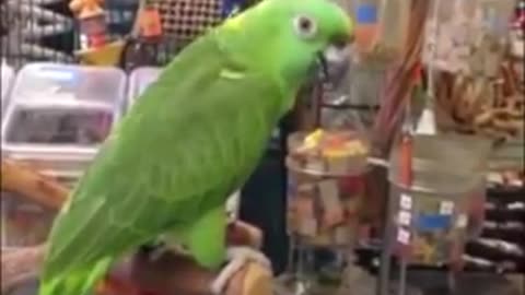 JUST A PARROT SINGING THE CARPENTER’S CLOSE TO YOU