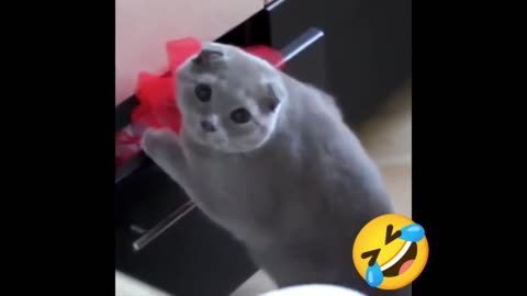 Funny cat video must watch