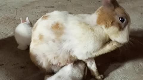 Cute Rabits Baby Eating Drinking In Mother