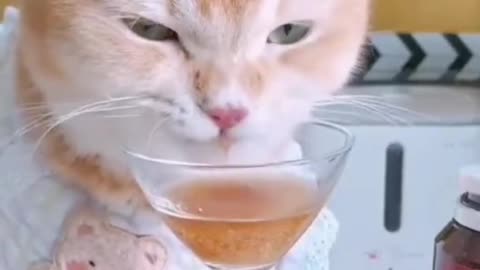 CUTE CAT DRINKS JUICE IN THE GLASS