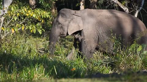 Baby Elephant Wonder In Forest In South Africa