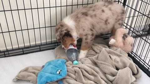 Adorable puppy fights a water bottle