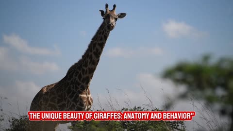 The Unique Beauty of Giraffes: Anatomy and Behavior | National geographic 24