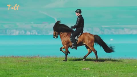 5 gaits of the Icelandic horse