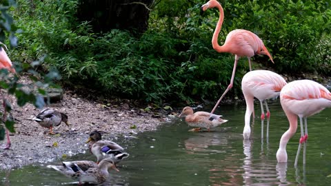 WACH Flamingo Pink Animal Birds Feeder Pond Water