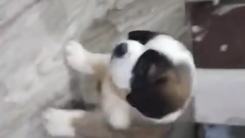Top quality Saint Bernard puppy looks like