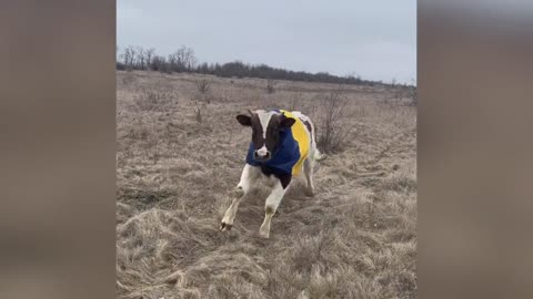 Ukrainian bull patriot