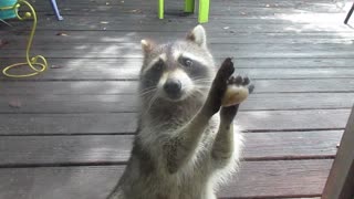 Clever Raccoon Knows That If You Knock On Their Door, They Will Bring Food