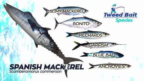 TWEED BAIT SPECIES SPANISH MACKEREL