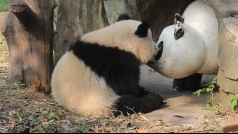 Giant panda Shuangshuang: a serious negotiation is under way.