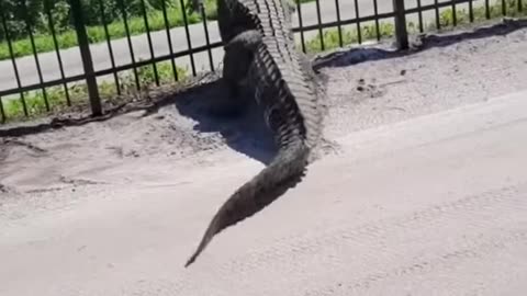 Giant Alligator bends metal fence while forcing it's way through