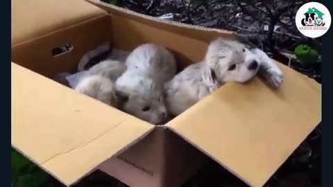Abandoned in a corner of the park, 3 hungry puppies tried to cry loudly for their mother
