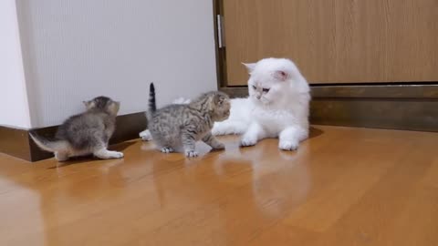 The kitten approaching the daddy cat to play with him was so cute.