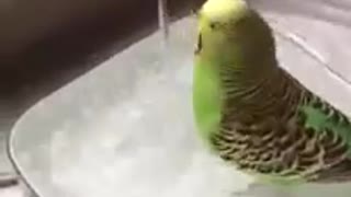 Showering Budgie