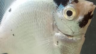 peixe palhaço no aquario