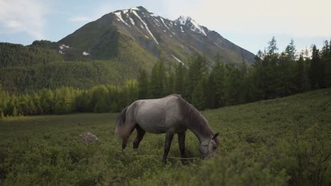 The horse eats green grass in large places.