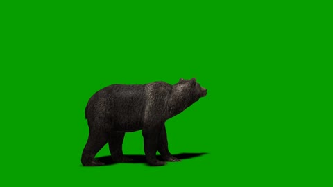 chromakey video big black bear crawling