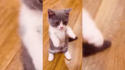 🐱🐈 Funny Cats and Dogs Compilation - Try not to LAUGH 😹🤣 - Wow Funny Animals 2023