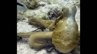 Octopus changes colour