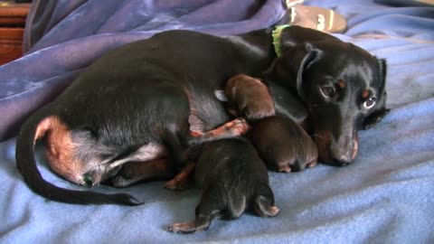 Dachshund- 4th Puppy Birth