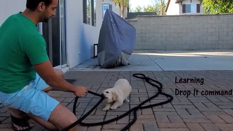 LABRADOR learning and performing training commands