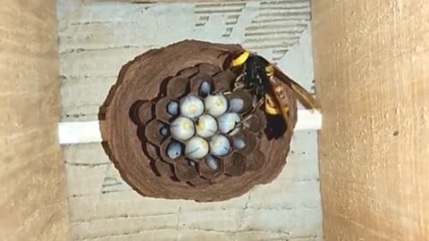 wasps build a nest | wasps build a large nest