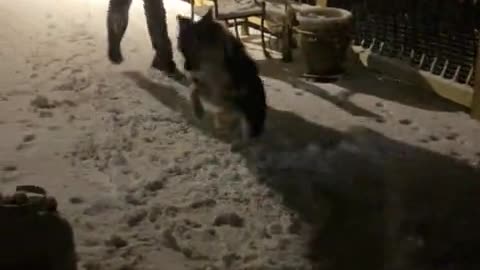 Pup's first time in the snow will melt your heart !