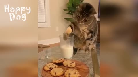 Funny animals - Funny cats / dogs - Funny animal videos #82