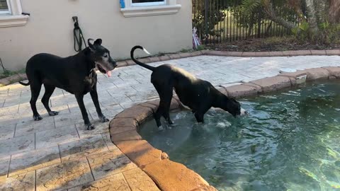 Great Dane Shares Love Of Zoomies & Swimming With Pointer Dog Pal