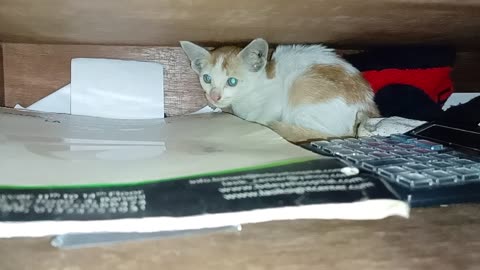 Cute Baby Cat Hiding Himself