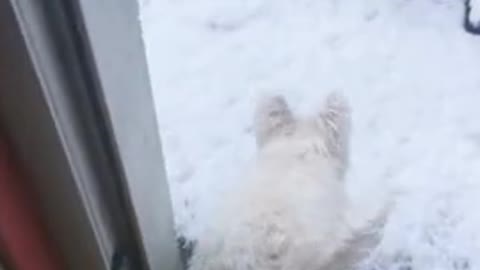 Adorable puppy sees snow for the very first time