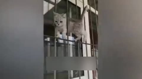 video of funny cats videos 😹😹
