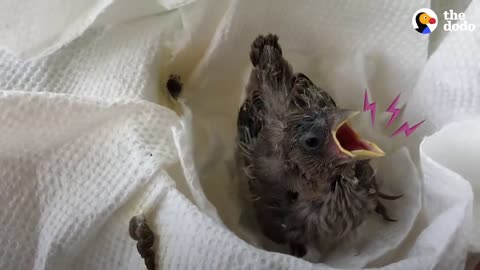 Tiny Featherless Finch Grows Up So Quickly With Help From A Friend | The Dodo Little But Fierce