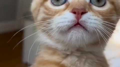 Cute Cat Jumping Video
