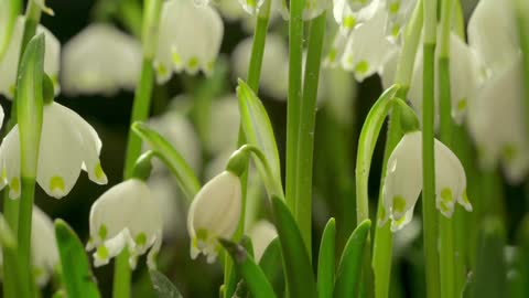 How snowdrops grow