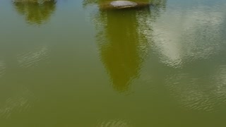 Dolphins in the canal