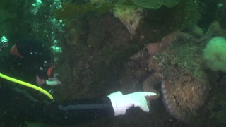 Scuba Diver Shakes Hands with a Giant Pacific Octopus