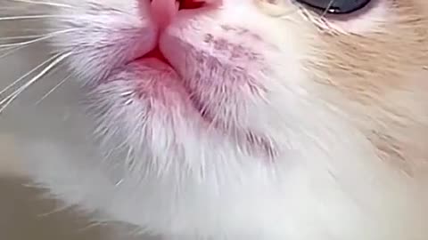 beautiful cat smail