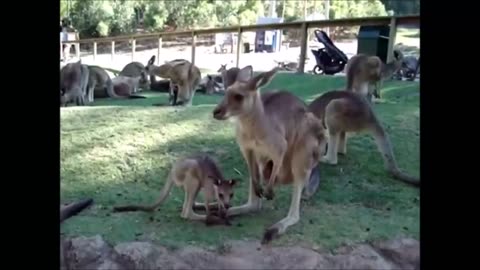 Baby Kangaroos & Joeys being cute
