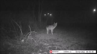 Backyard Trail Cam - Coyote